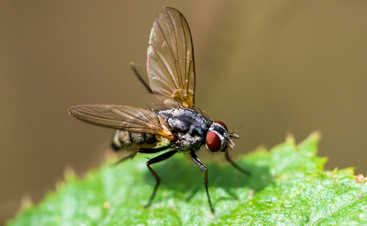 Fly PNG Pic